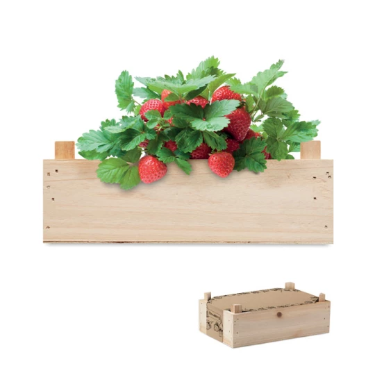 Zestaw do uprawy truskawek - STRAWBERRY (MO6506-40)