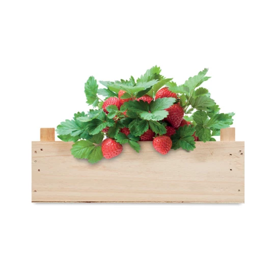 Zestaw do uprawy truskawek - STRAWBERRY (MO6506-40)