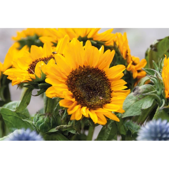 Nasiona słonecznika w kopercie - GIRASOL (MO2217-13)