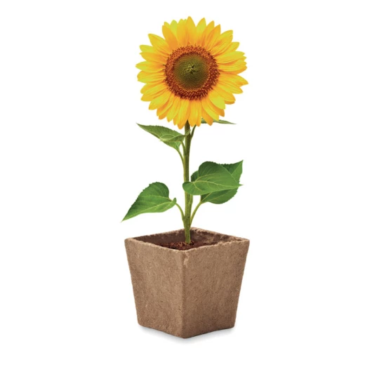 Zestaw do uprawy słonecznika - SUNFLOWER KIT (MO2411-13)