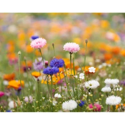 Arkusz A4 z nasionami kwiatów - ASIDI (MO6914-06)